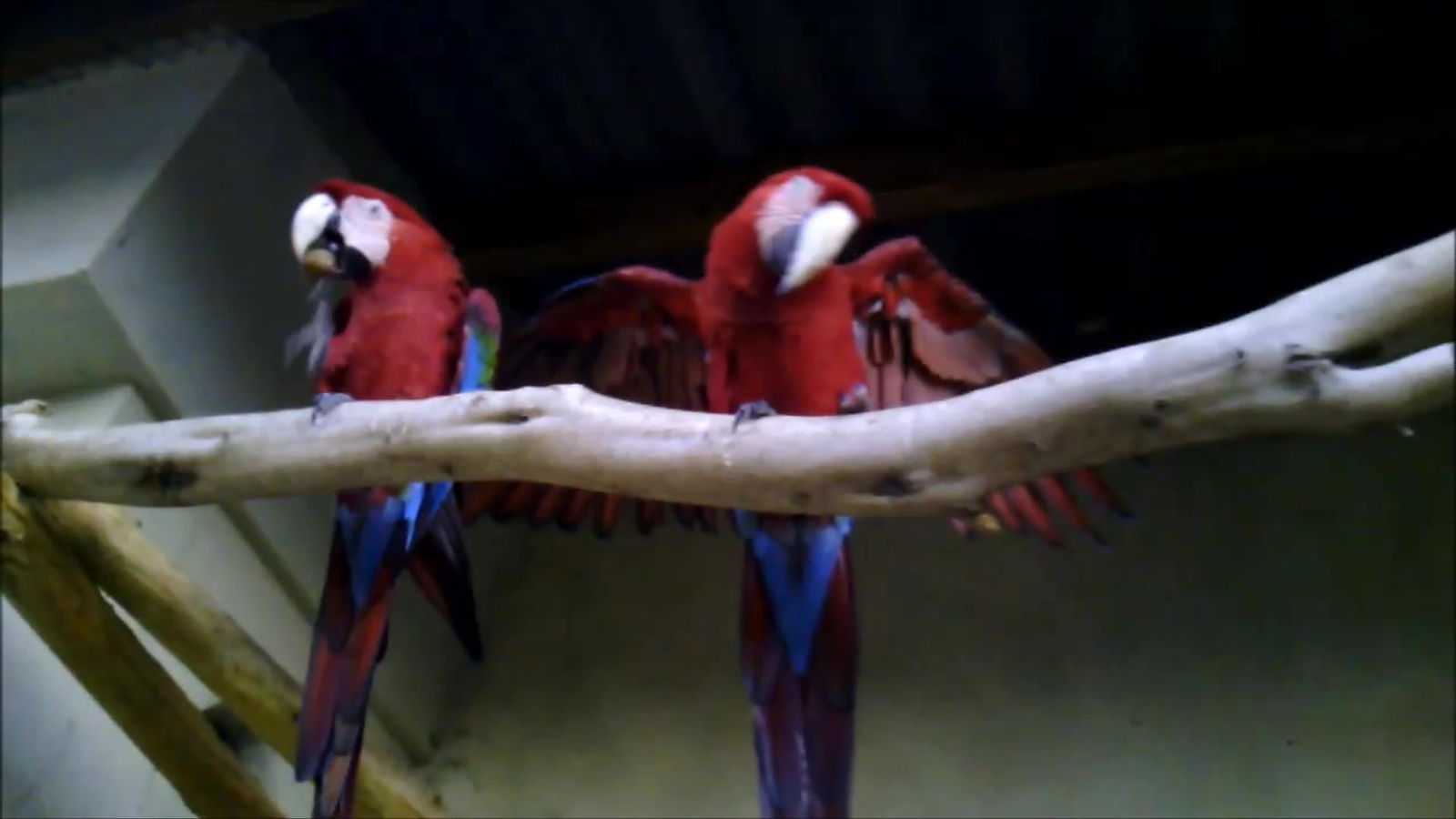papagayos costablanca